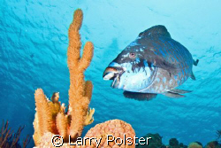 Midnight Blue Parrot, Bonaire, D300, Tokina 10-17 by Larry Polster 